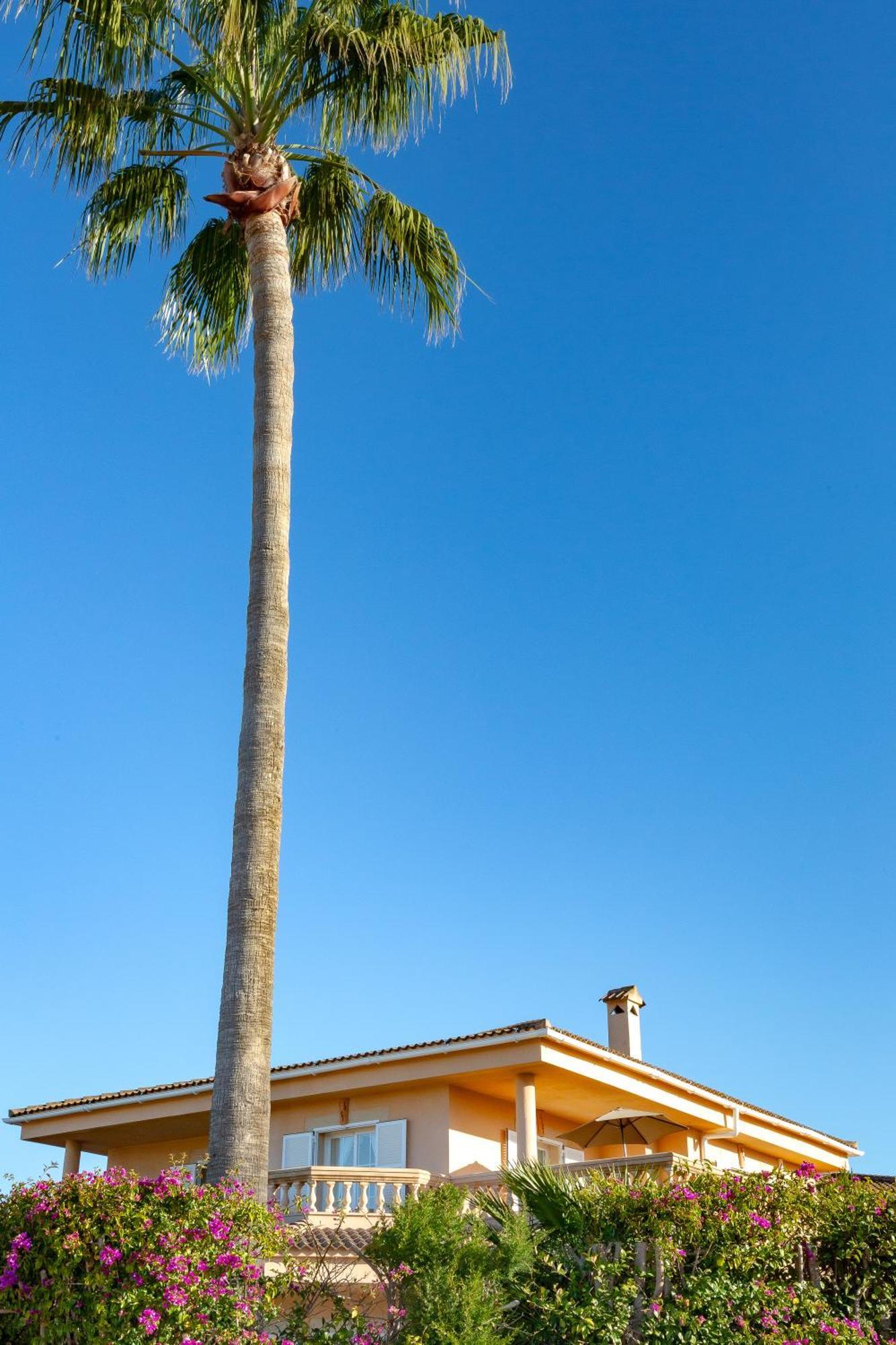Villa Palmera PMI Zewnętrze zdjęcie